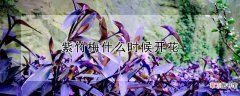 【开花】紫竹梅开花时间