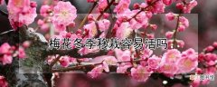【冬季】梅花冬季移栽容不容易活