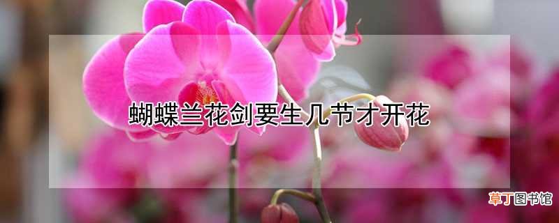 【兰花】蝴蝶兰花剑要生长多少节才开花