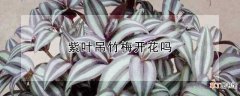 【开花】紫叶吊竹梅是否开花