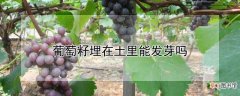 【葡萄】葡萄籽埋在土里能发芽吗