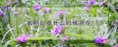 【开花】紫鸭趾草开花时间