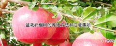 【石榴】盆栽石榴树的养殖方法和注意事项
