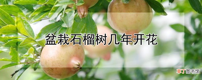 【石榴】盆栽石榴树几年开花