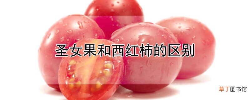 【西红柿】圣女果和西红柿的区别