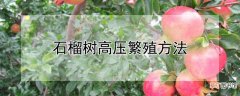 【树】石榴树高压繁殖方法