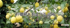 【树】柠檬树长刺是什么品种