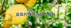 【柠檬】盆栽柠檬喜欢什么肥料