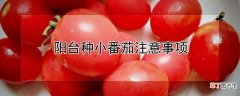 【番茄】阳台种小番茄注意事项