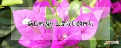 【深圳】簕杜鹃是深圳市花的原因