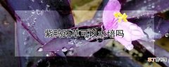 【水培】紫鸭跖草能水培吗