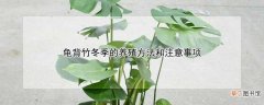 【冬季】龟背竹冬季如何养殖方法