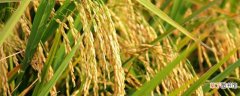 【水稻】水稻倒伏缺什么的肥