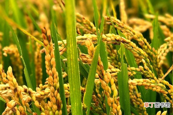 【水稻】水稻倒伏缺什么的肥