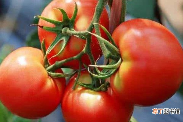 【西红柿】西红柿定植使用什么化肥