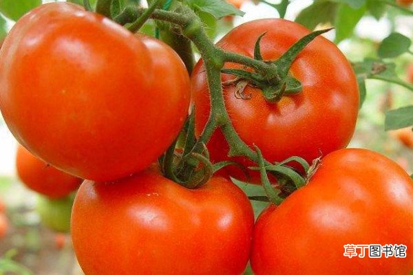 【西红柿】西红柿定植使用什么化肥