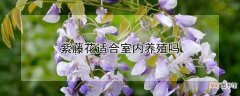 【室内】紫藤花可以室内养殖吗