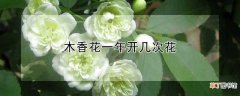 【花】木香花一年开多少次花