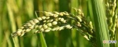 【方法】旱稻种植时间和方法