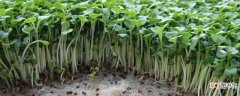 【种植方法】绿豆苗的种植方法