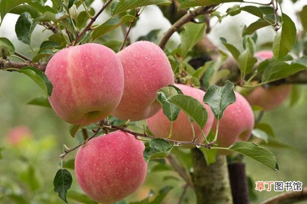【种植】苹果怎么种植方法