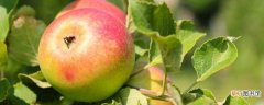 【种植】苹果怎么种植方法