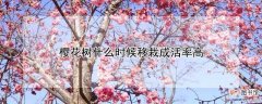 【树】樱花树什么时间移栽成活率高