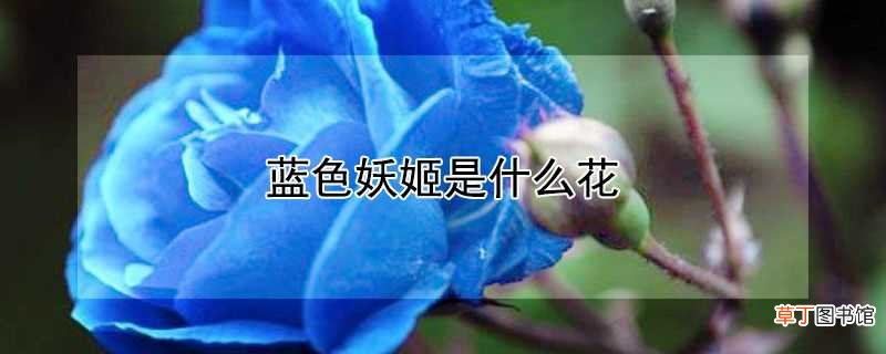 【品种】蓝色妖姬的品种介绍
