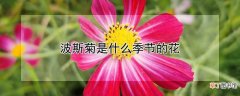 【开花】波斯菊的开花季节