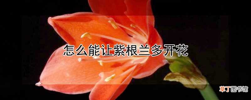 【开花】如何能让紫根兰多开花