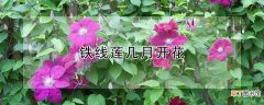 【花期】铁线莲的花期