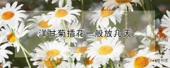 【多】洋甘菊插花可以放多长时间