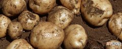 【土豆】土豆的管理技术要点