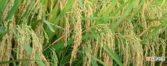 【常见】水稻常见病虫害有哪些