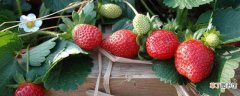 【多】草莓长了很多藤蔓苗怎么处理