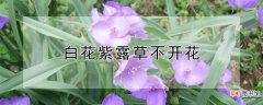【不开花】白花紫露草不开花的原因