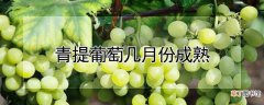 【月份】青提葡萄几月份成熟