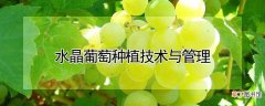 【种植】水晶葡萄种植技术与管理