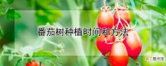 【树】番茄树种植时间和方法