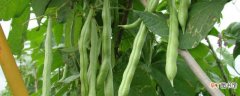 【种植】四季豆种植技术及施肥方法