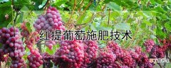 【施肥】红提葡萄施肥技术