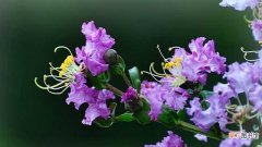 【养殖方法】紫薇花怎么养殖方法