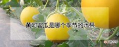 【水果】黄河蜜瓜是哪个季节的水果