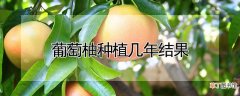 【种植】葡萄柚种植几年结果