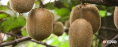 【猕猴桃】家庭猕猴桃的种植方法
