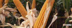 【种植】玉米的种植方法和技术