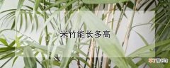 【多】米竹可以长多高
