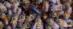 中蜂最简单的分蜂方法？