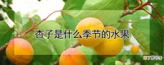 【杏子】杏子是什么季节的水果