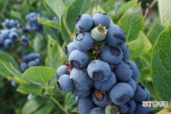 【盆栽】北方盆栽蓝莓品种